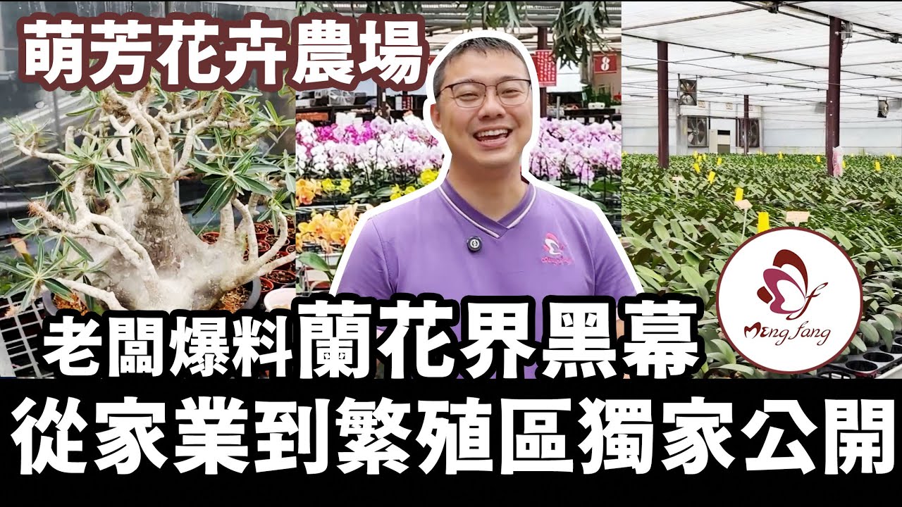 萌芳蘭園老闆大爆蘭花界黑幕！從家業到繁殖區首度公開！#萌芳花卉農場