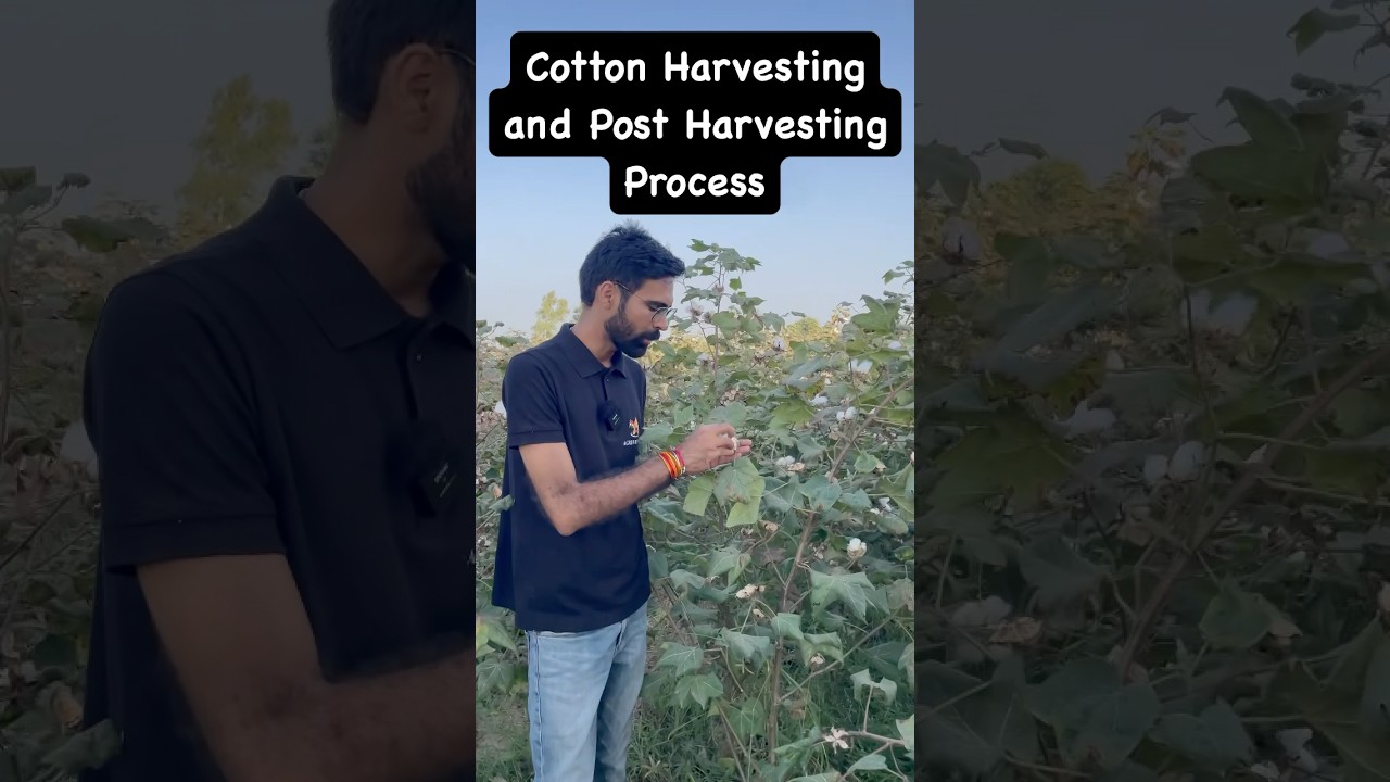 Cotton Harvesting | Ginning | Delinting | Agriculture #Crop #Cotton #agrimentors