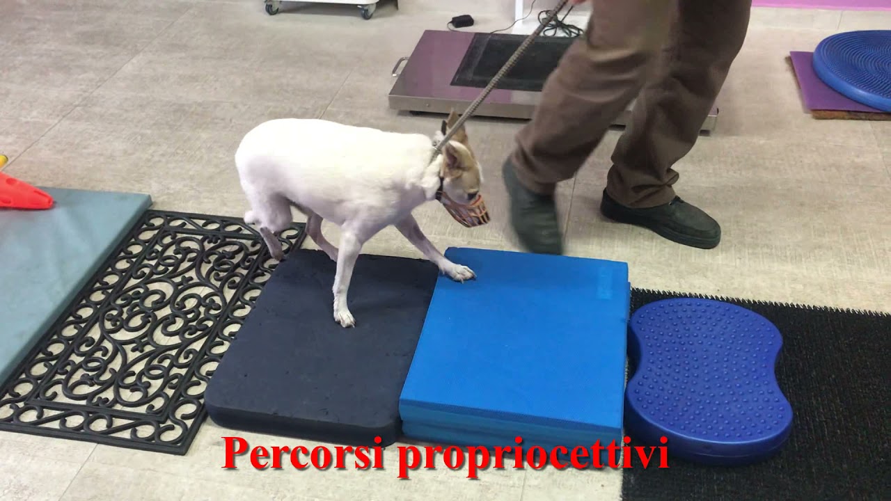 Riabilitazione in cane con ischemia midollare - Fisioterapia Veterinaria Pisa®