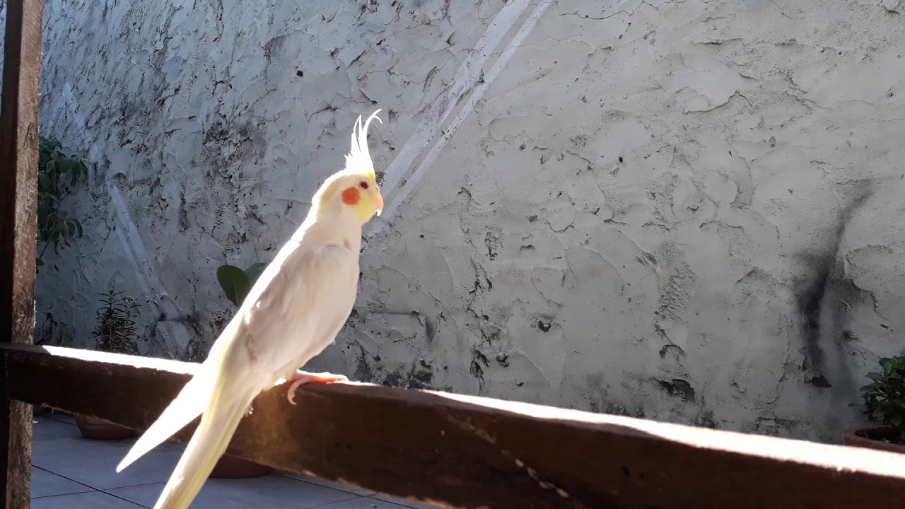 Calopsita Sthirty  tomando sol