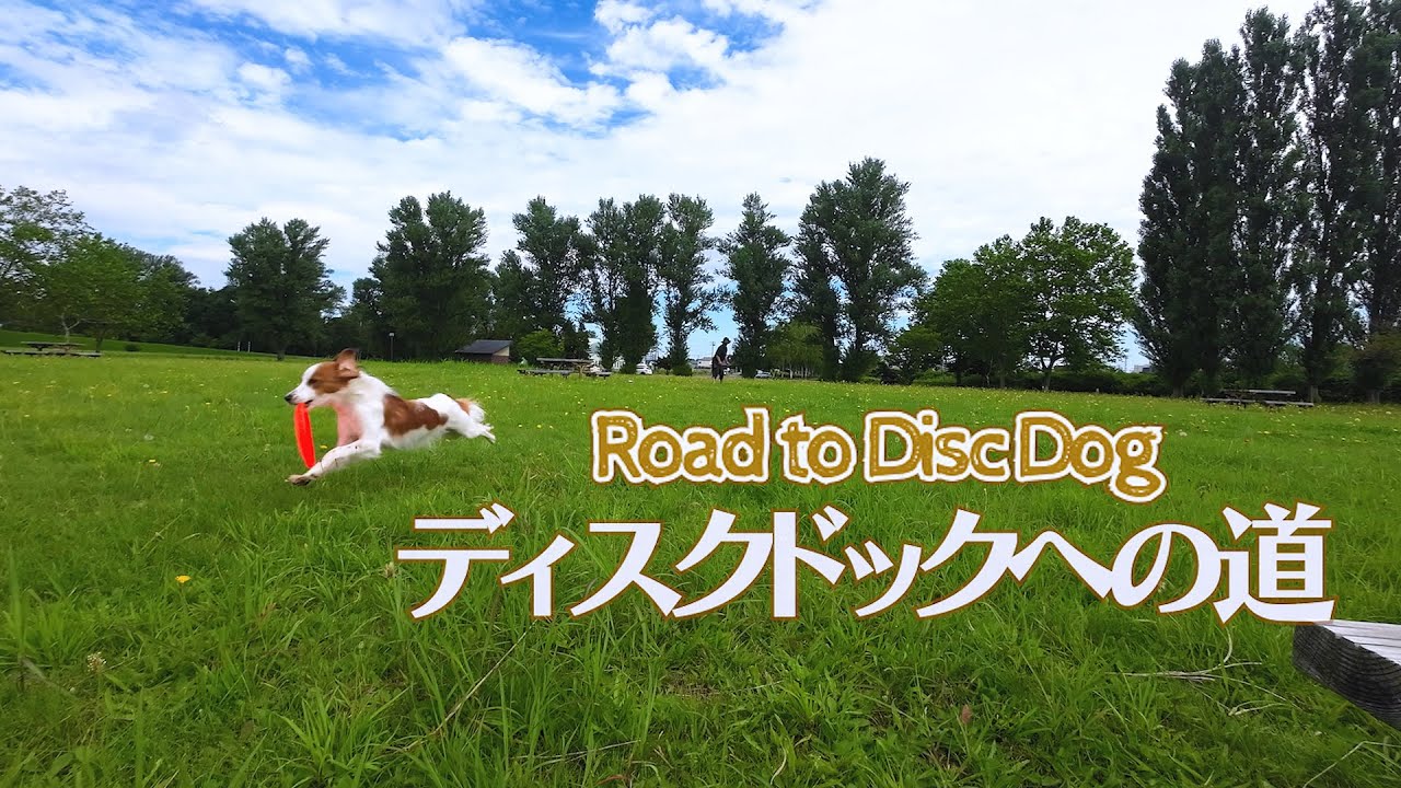#60  ディスクドック犬になる方法　コーイケルホンディエ