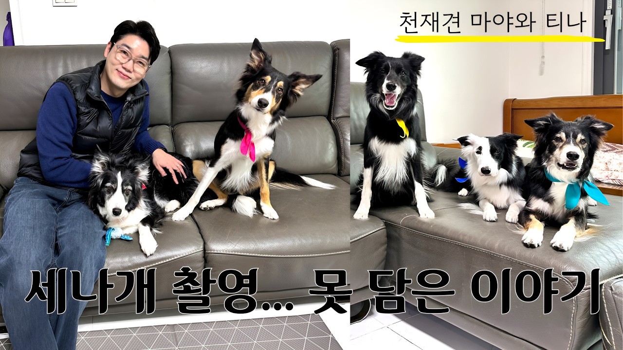 세나개 촬영 뒷이야기, 보더콜리 천재견 마야 가족