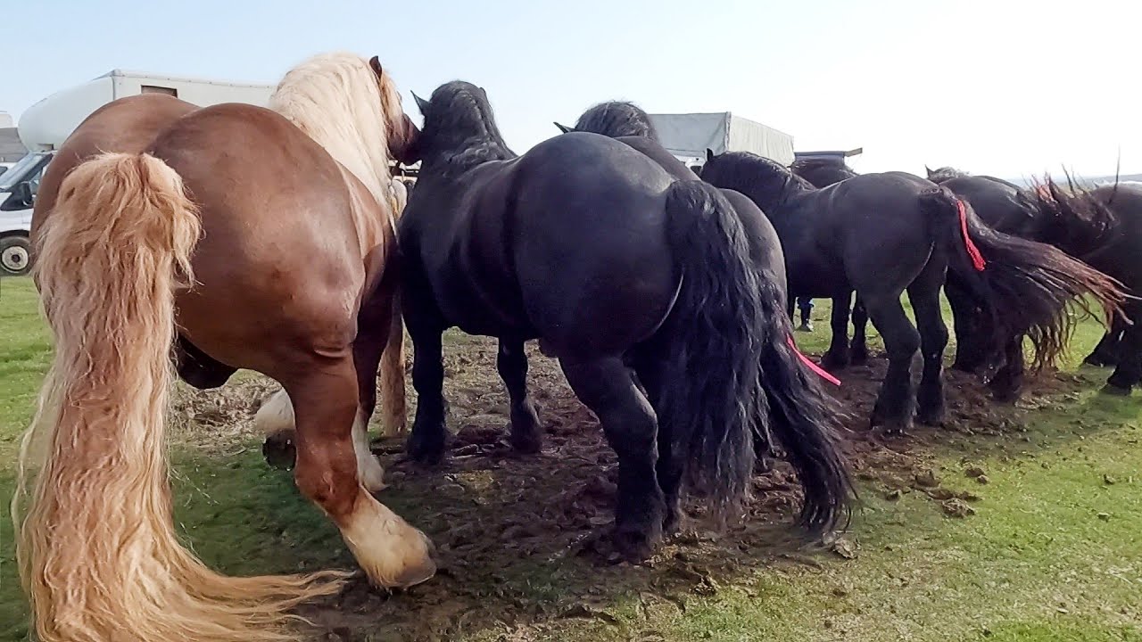 Târg expozițional de cai Solca-Bucovina 23 Aprilie 2023