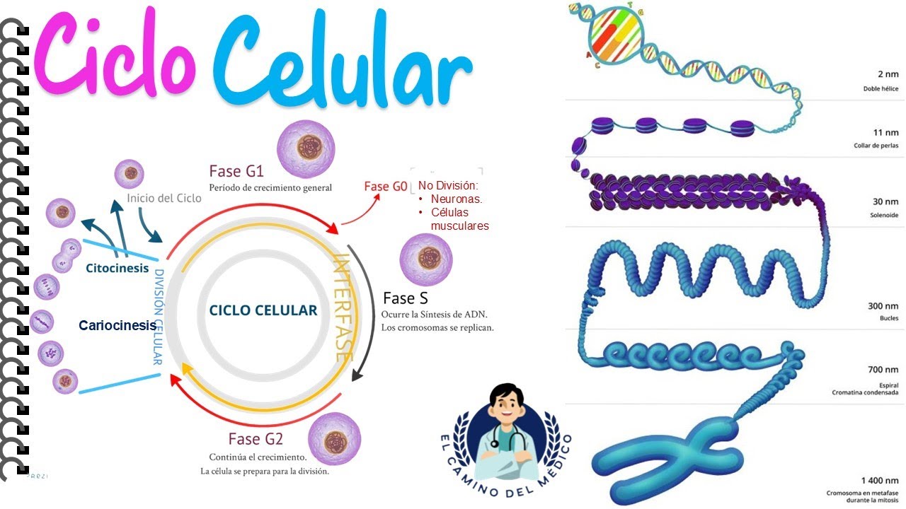 Ciclo Celular - Biología - Semana 10