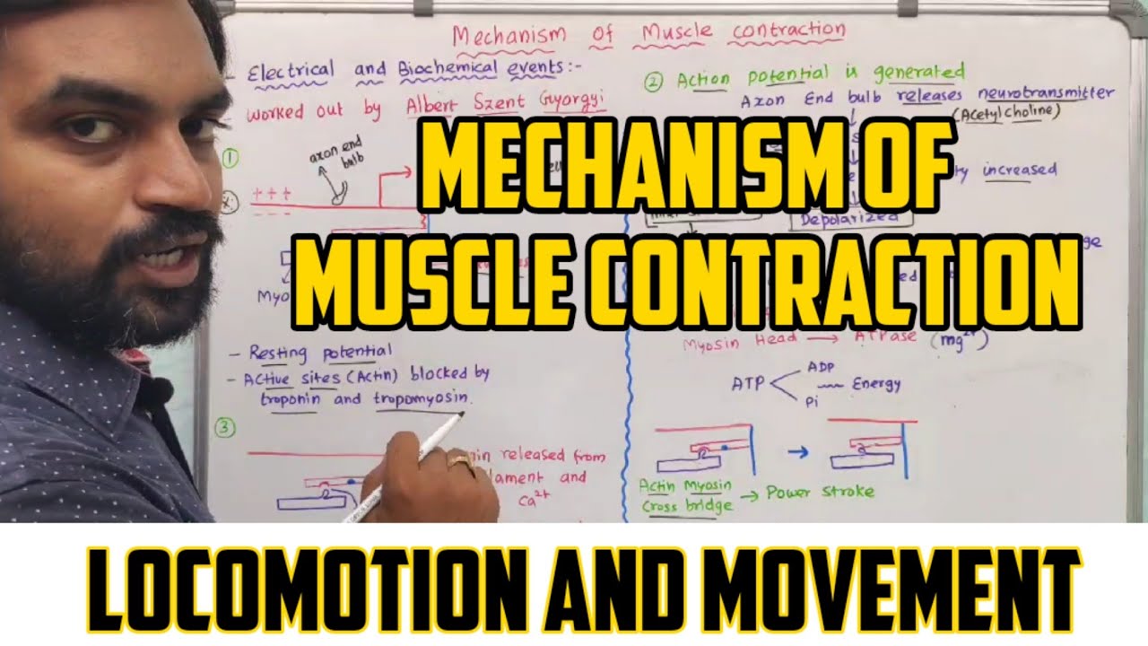Mechanism of Muscle Contraction | Locomotion and Movement
