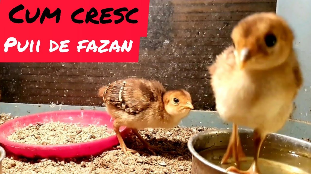 Cum cresc puii de fazan...
