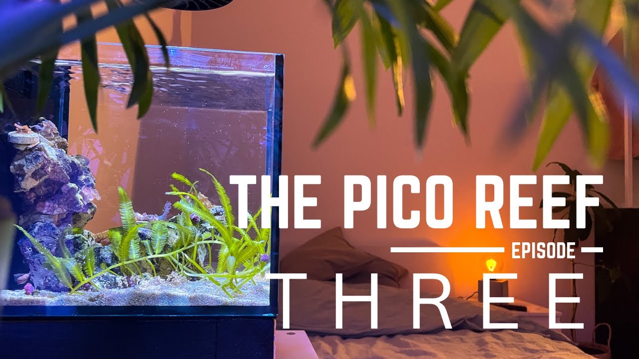 Becoming alive | 12 L Pico Reef Aquarium | EP3