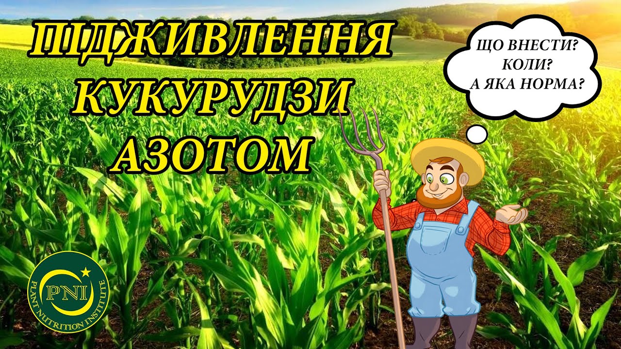 Підживлення кукурудзи азотом
