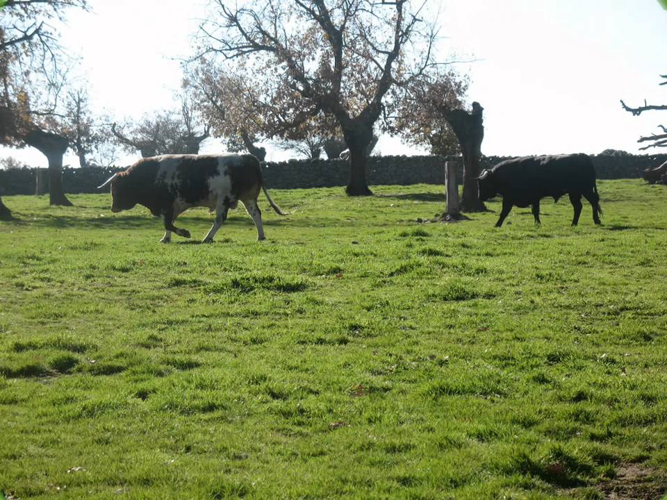GANADERIA DE FRANCISCO GALACHE