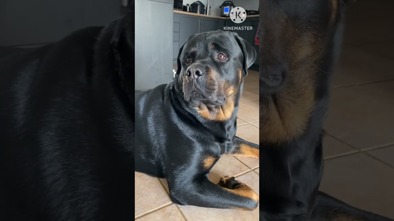 Play these sounds to make your dog&rsquo;s head tilt #dog #adorable #rottweiler #cuterottweiler #funny