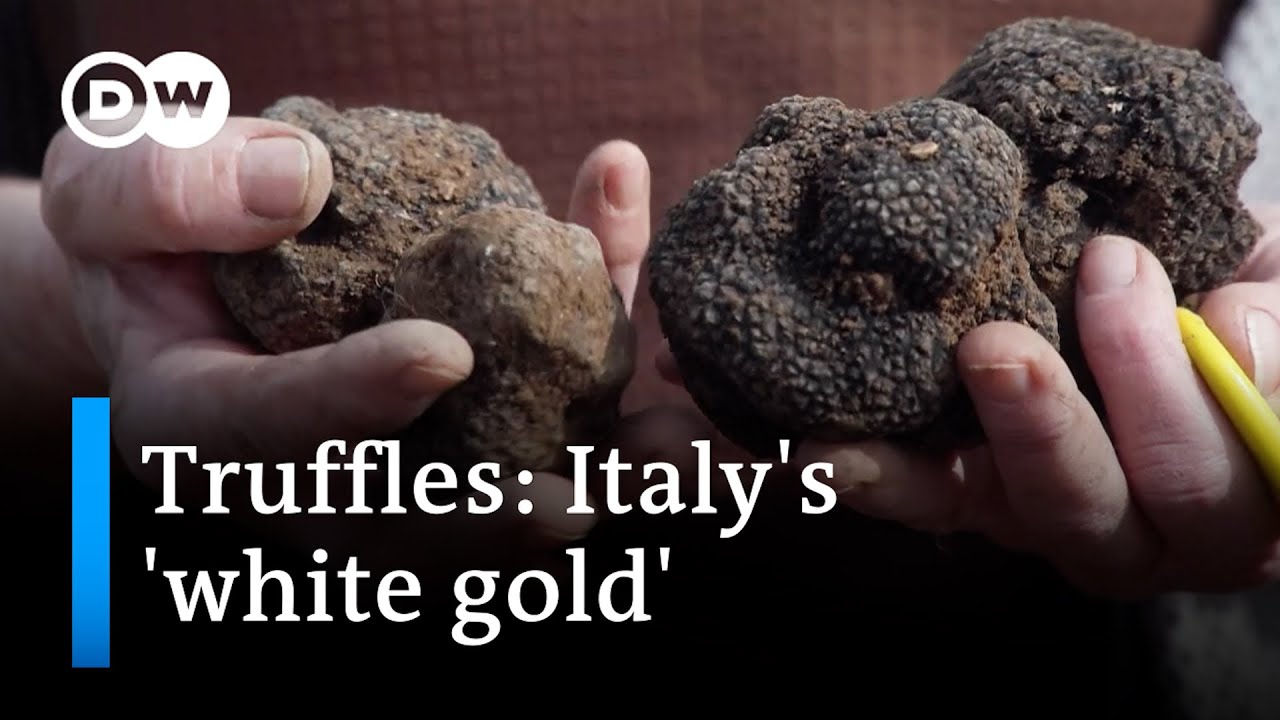 The big truffle business: Nothing without a good sniffer dog | Focus on Europe