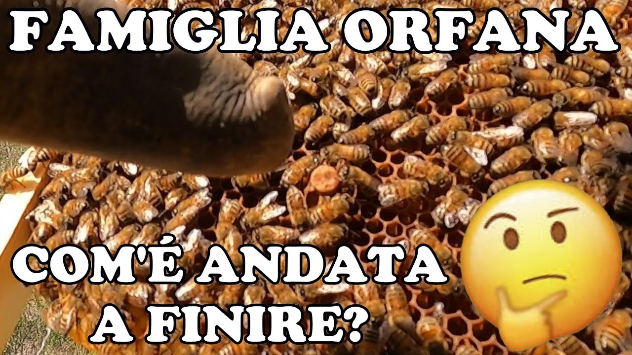 Famiglia orfana: Com'è andata a finire?