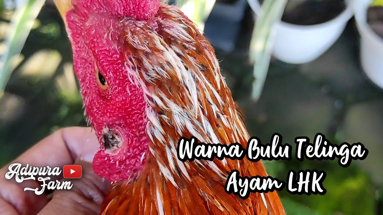 Warna Bulu Telinga pada Ayam Siam LHK