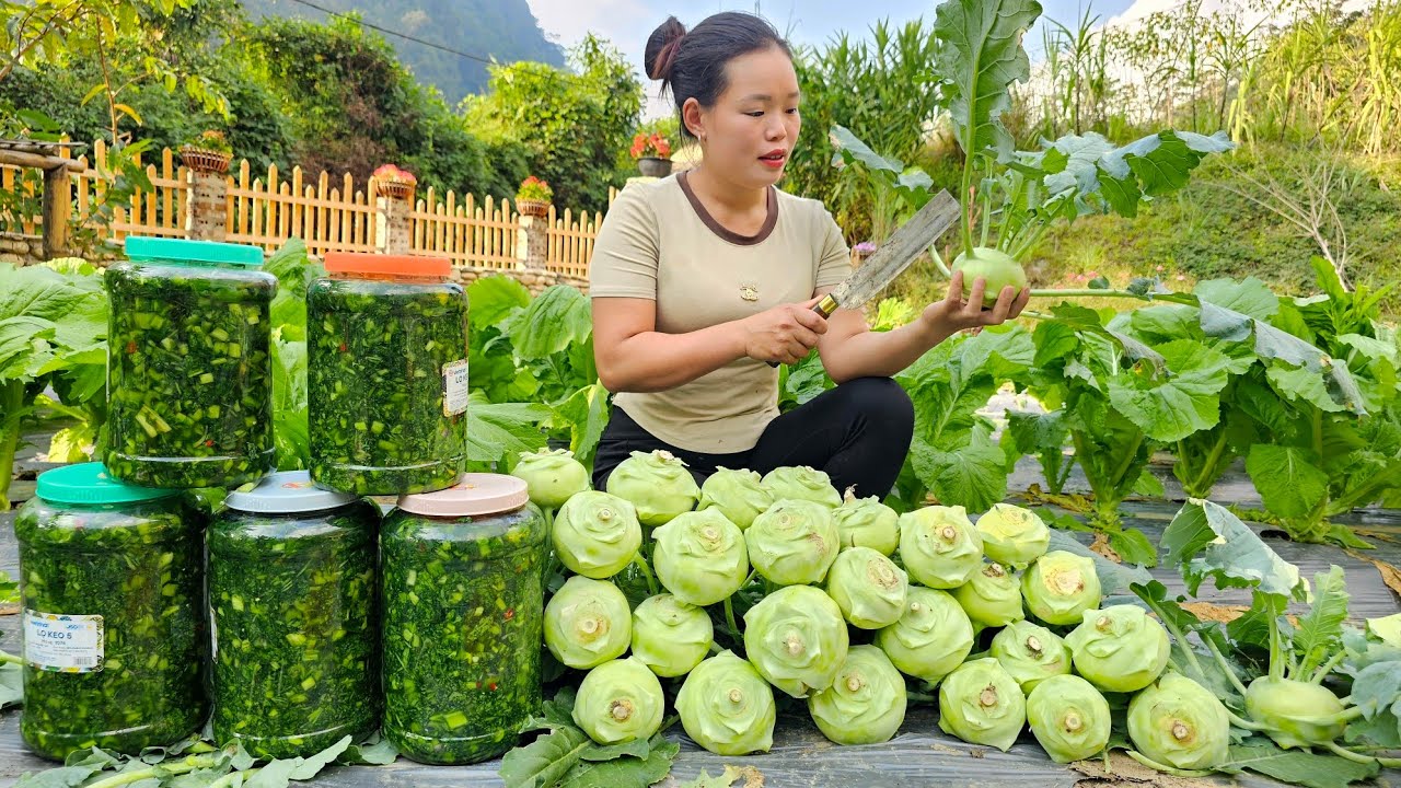 Harvest Vegetables to make pickles, Kohlrabi grown at home to sell at the market | Trieu Mai Huong.