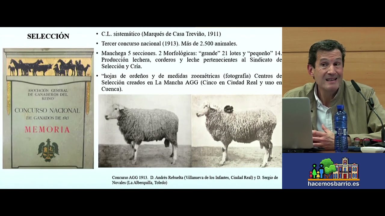 Raza ovina manchega y cría.