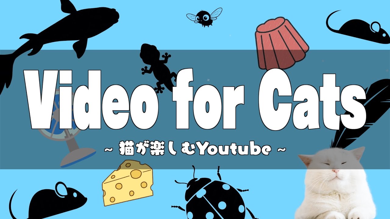 【猫と楽しむ】猫が思わず遊んじゃう動画を猫カフェが作りました