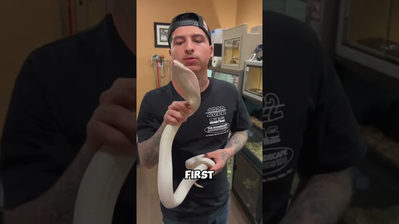 So friendly venomous snakes?? 🐍😨