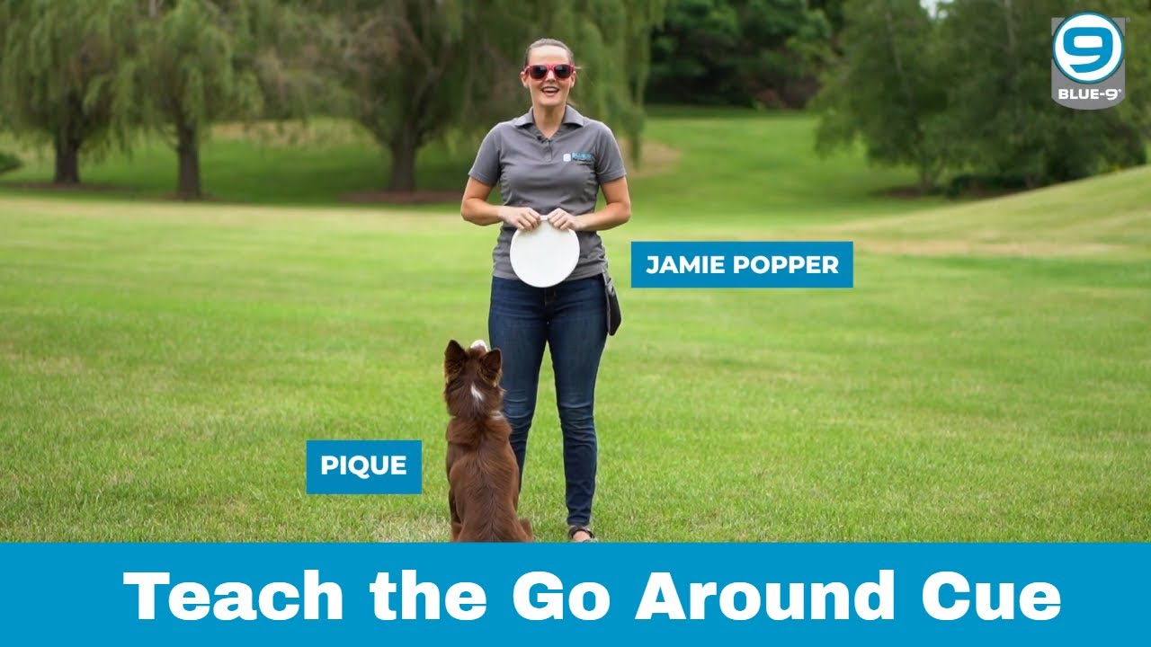 Disc Dog Training: Teaching the 
