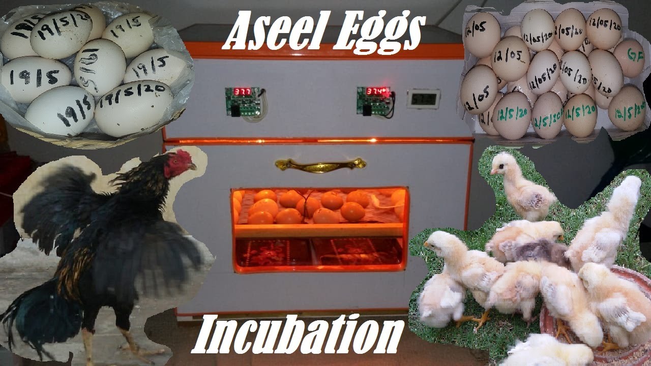 Aseel Qulang Eggs Incubation - Aseel Eggs Hatching - 100 Eggs Incubator