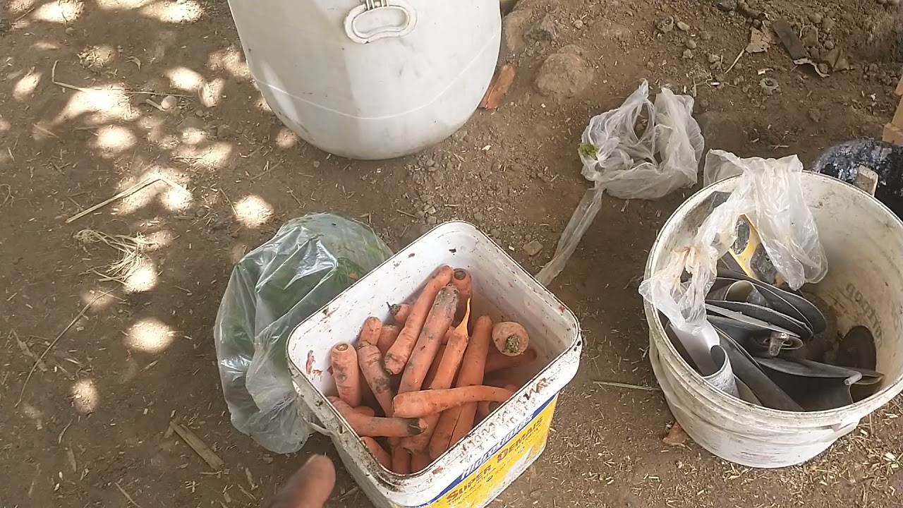 como criar porcos com sobra de verduras dos supermercados