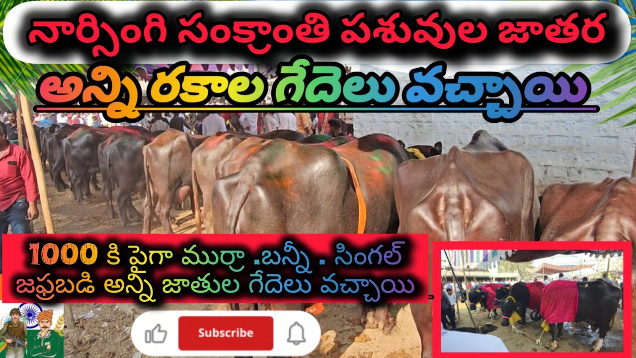 నార్సింగి  సంక్రాంతి  పశువుల జాతర 23 జనవరి 2026 every friday market #narsingi market #hyderabad 