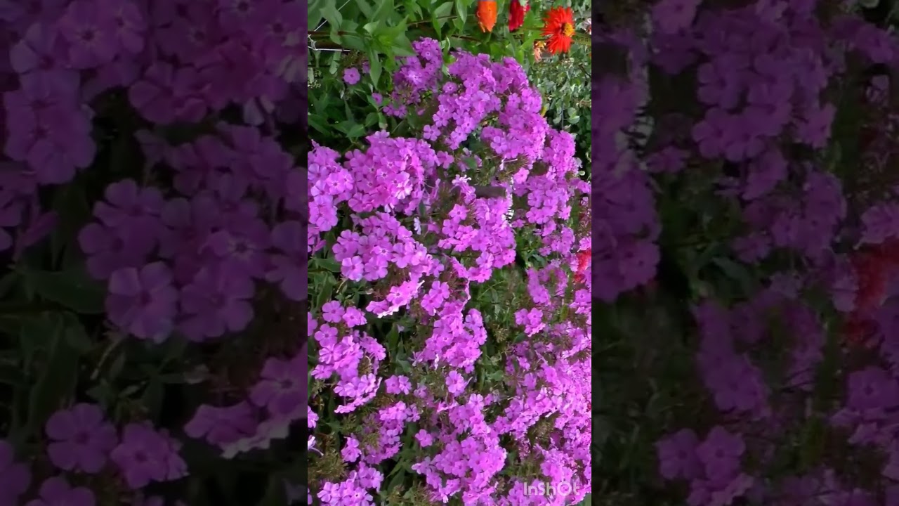 Flowers WhatsApp status| beaut of flowers| purple flower video #shorts #viral