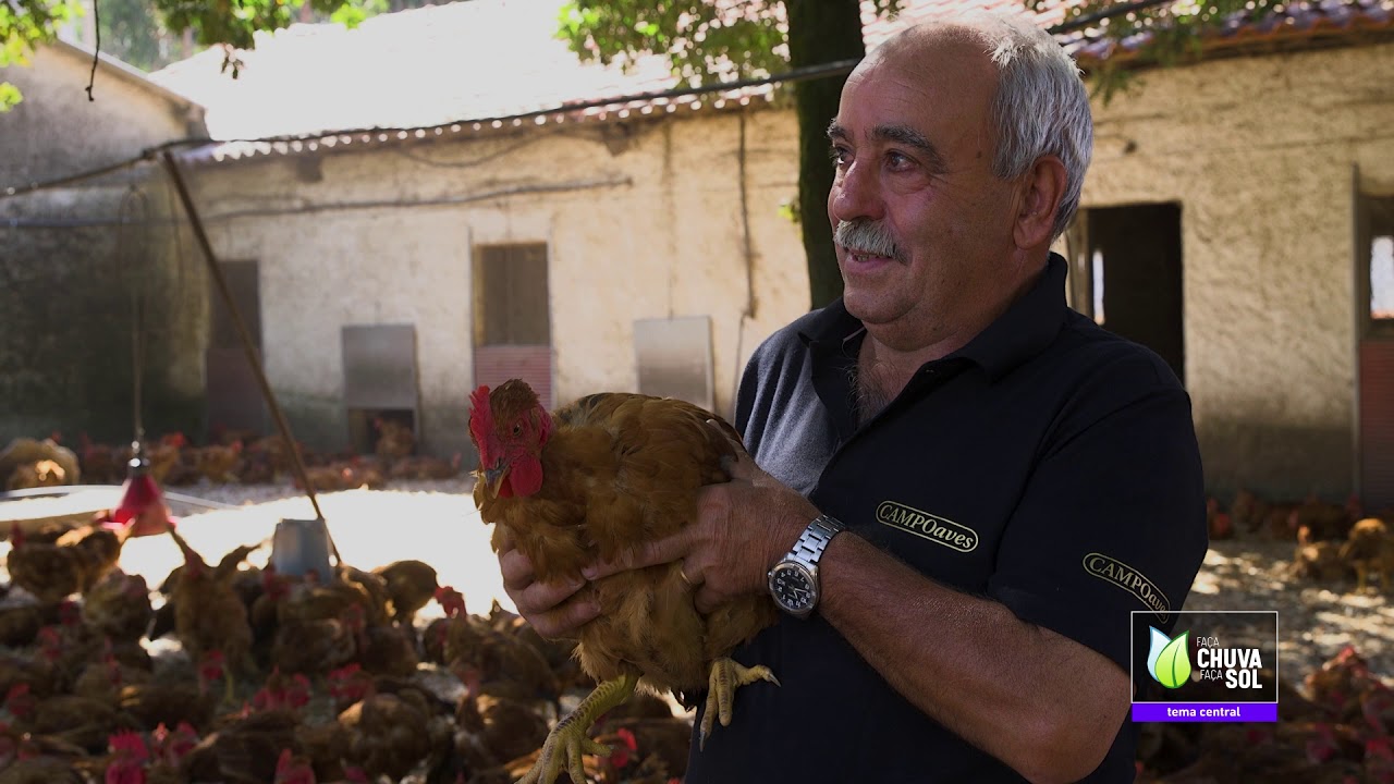 REPORTAGEM FRANGO DO CAMPO
