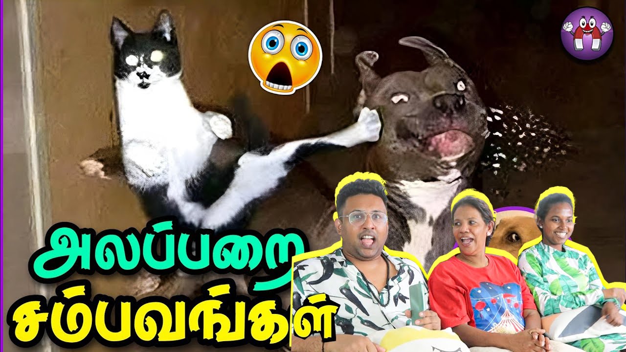 Funny Animals KIYA MIYA 😂 | Ramstk Family@themagnetfamily2.0