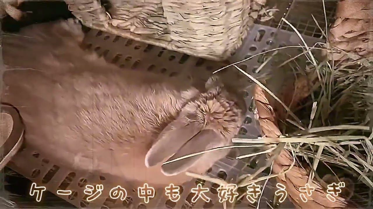 ケージの中でもお部屋のようにリラックスしていた我が子ラッキー