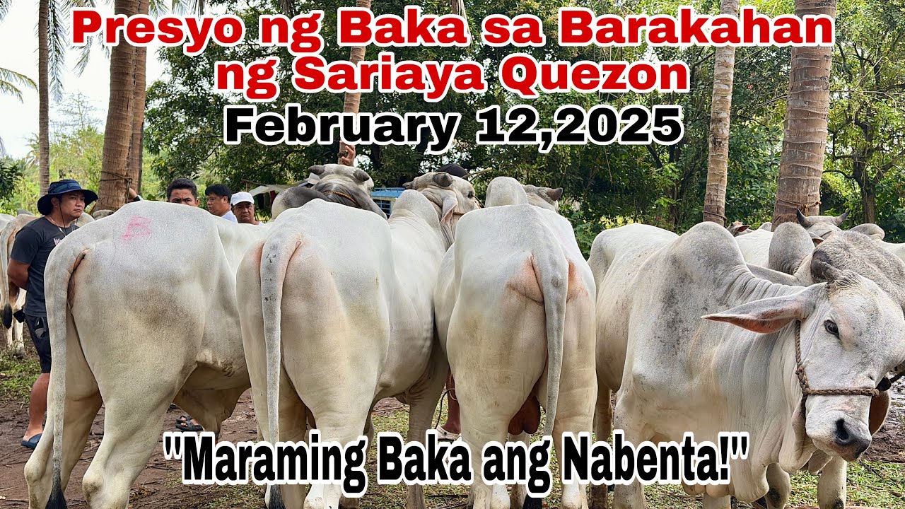 February 12, 2026 Maraming Malalaking Baka ang Nabenta! Dagsa ang Mamimili!!