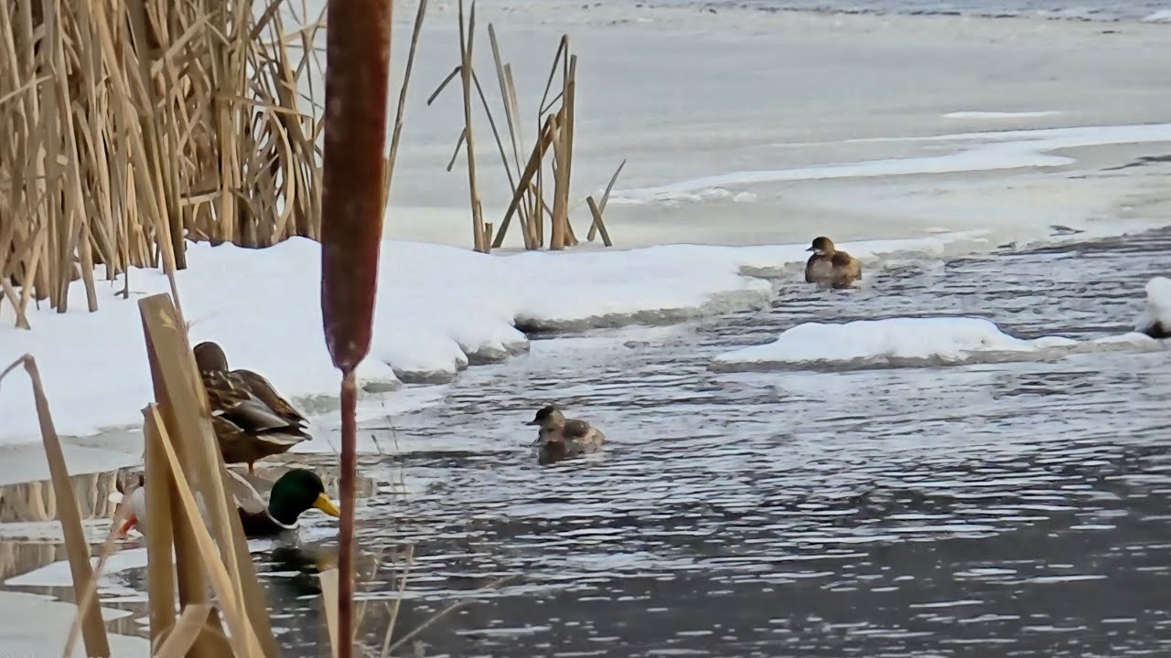 Mažieji kragai (Tachybaptus ruficollis) maitinasi neužšalusioje upėje 