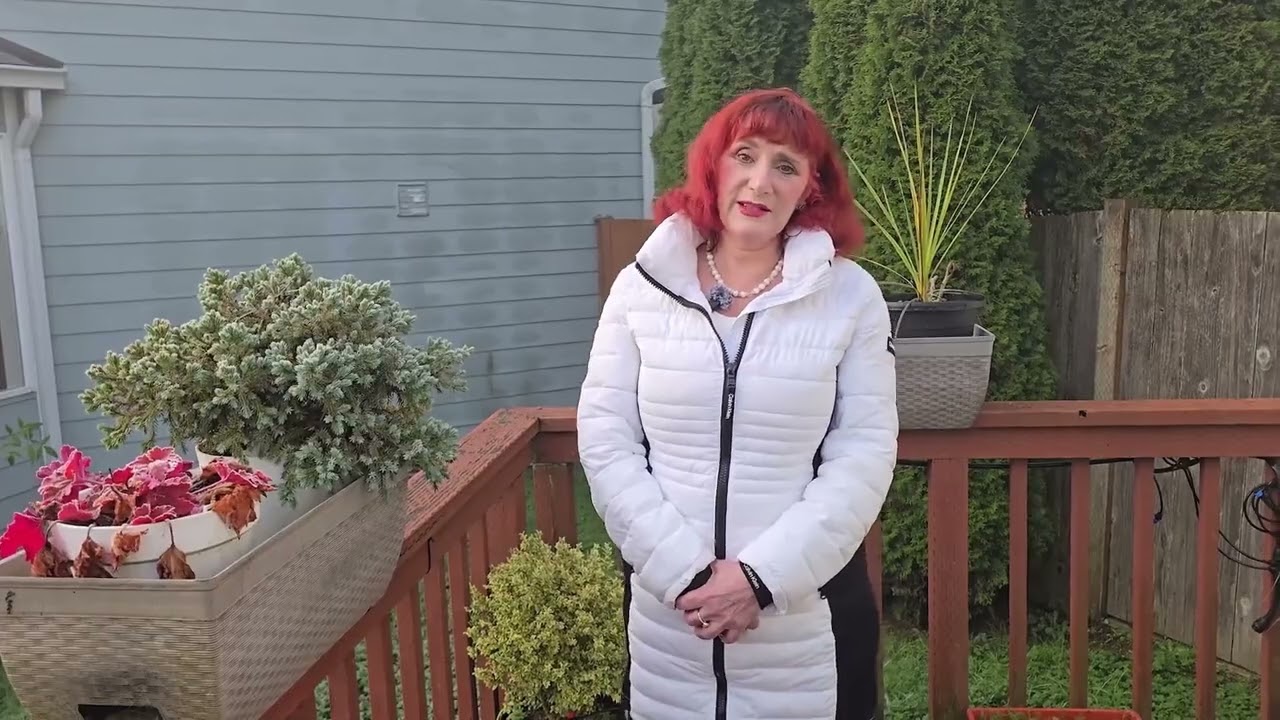 How to Grow Conifers in Containers 🌲 Care Tips from El Anuko