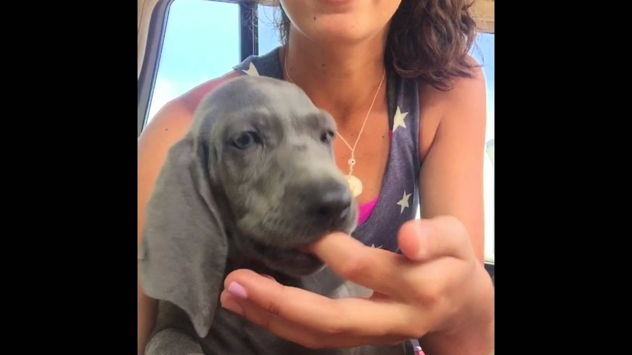 My Weimaraner coming home-TOO CUTE