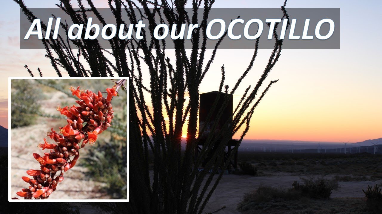 OCOTILLO TORCH Fouquieria splendens, Anza-Borrego, Sonoran Desert & Mojave Desert