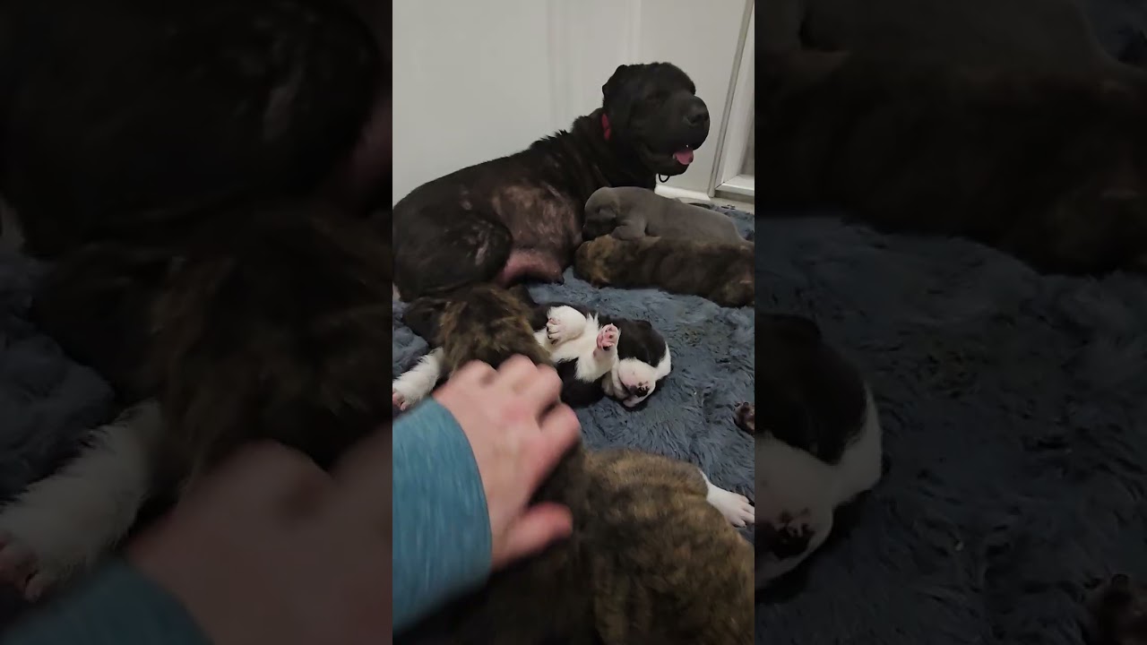 Relax with Raven's Puppies!