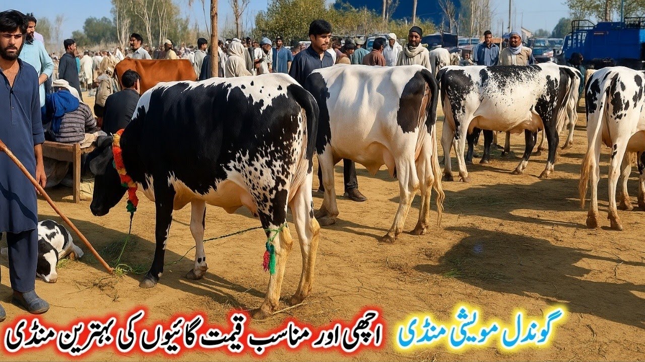 Gondal Mandi latest update 22 Oct 2025!black jersey cow for sale!Cholistani and Sahiwal MilkingCows!