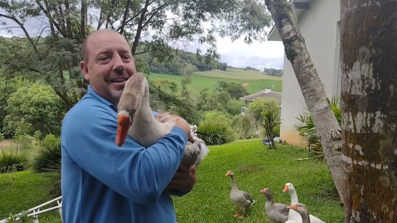 gansos felizes