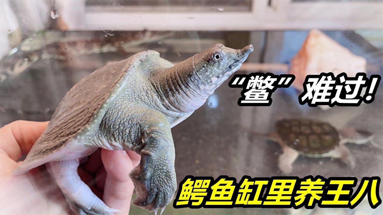 鱷魚和鱷龜養在一起，一直平安無事，再加一只甲魚會怎麼樣