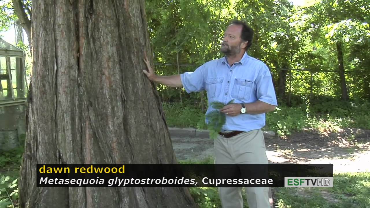 Trees with Don Leopold - dawn redwood