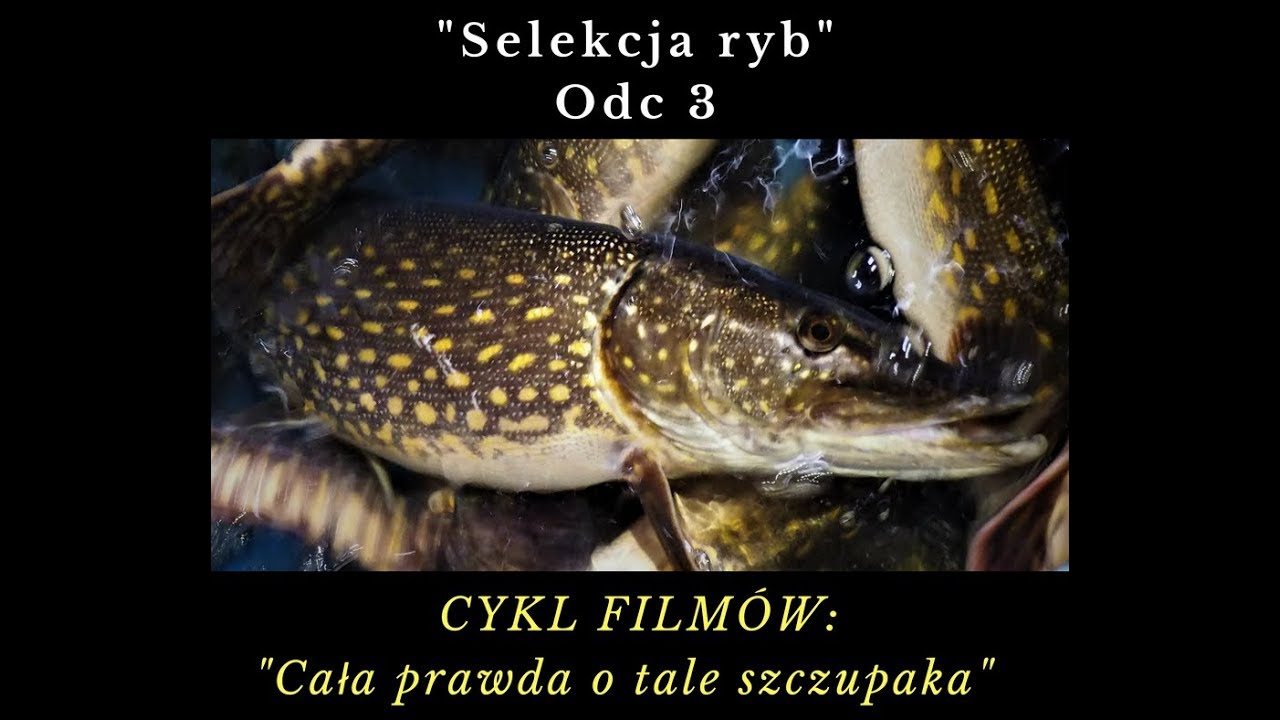 TARŁO SZCZUPAKA Odc.3 