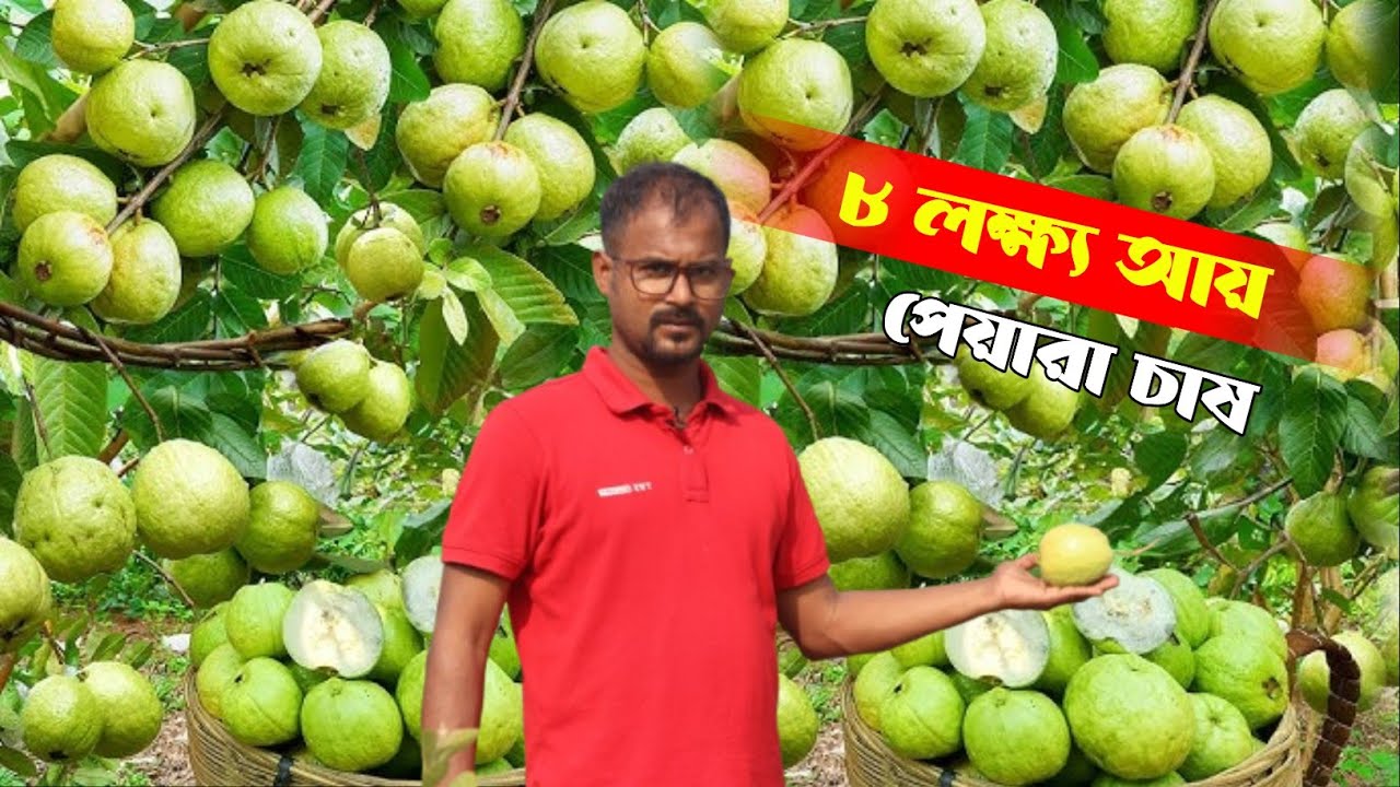 Golden 8 Guava Farming in India 🔥 গোল্ডেন ৮ পেয়ারা চাষ 🪴 থাই গোল্ডেন এইট পেয়ারা 🌺 golden 8 guava