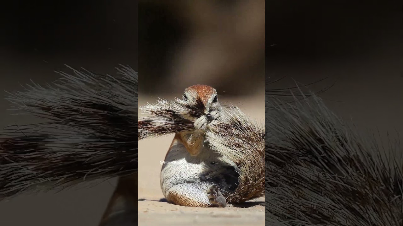 Ground Squirrel Grooming