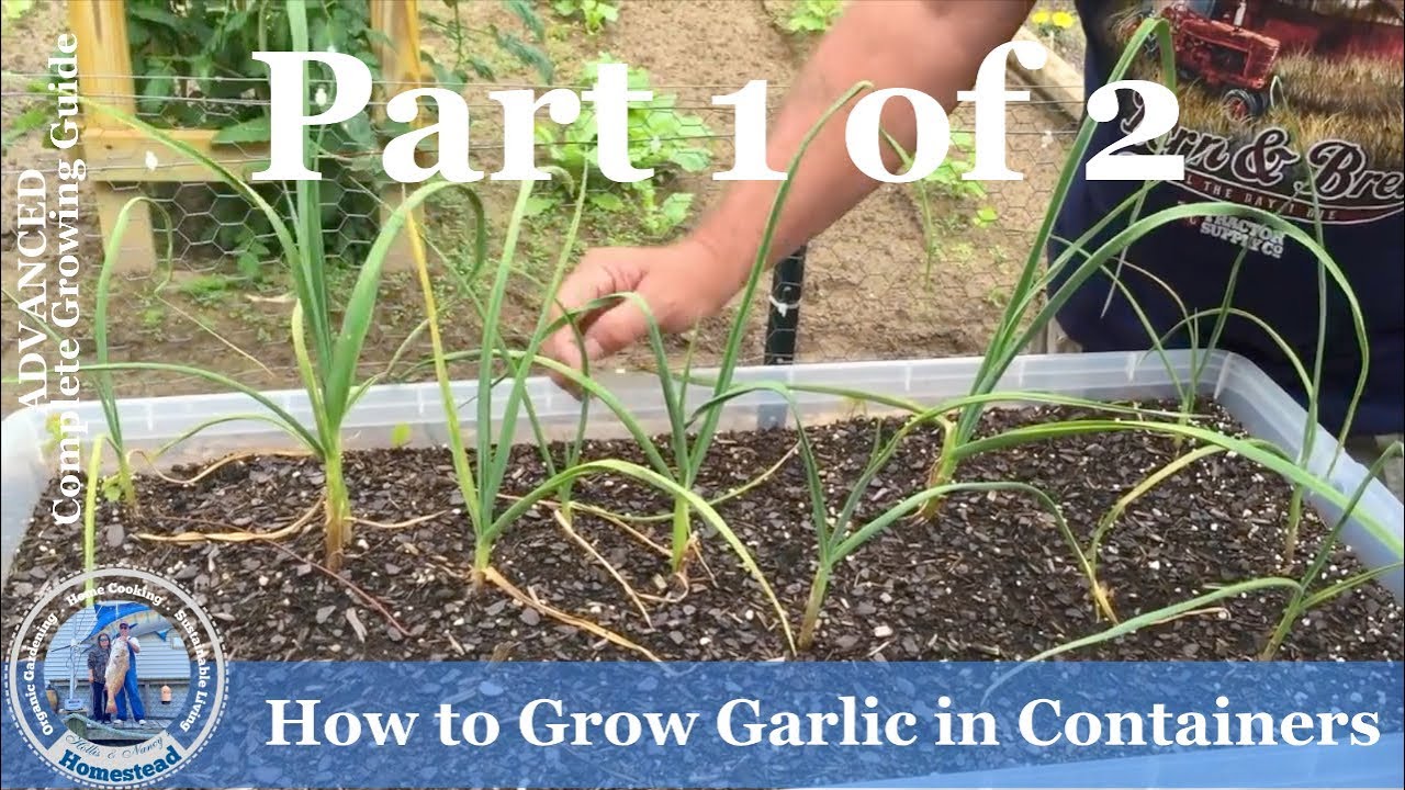 How to Grow Garlic in Containers