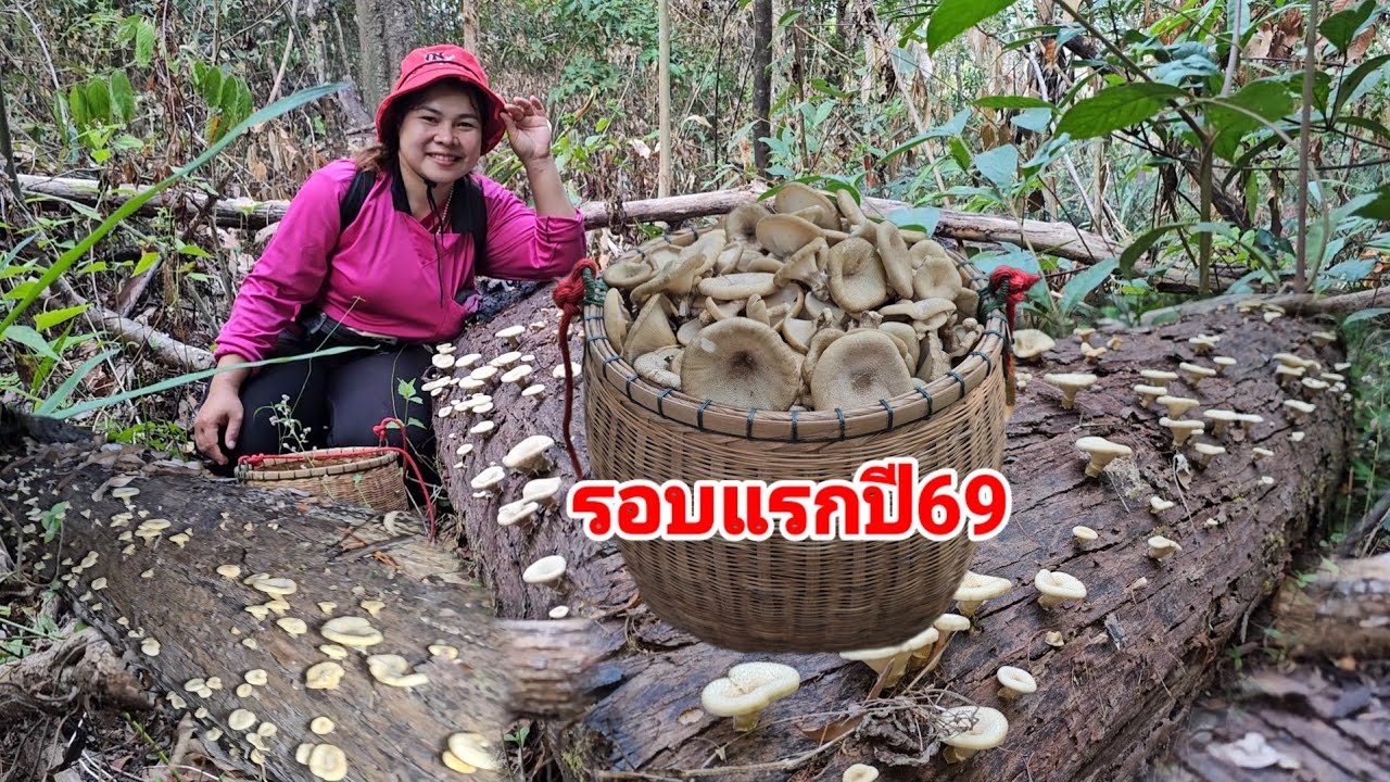 รอบแรกปี69  เห็ดบดขอนออกใหม่ดอกกำลังงามจ้า​ สวยสุดๆ​ หมานเห็ดบดขอนเต็มตะกร้า​ 2มี.ค.69