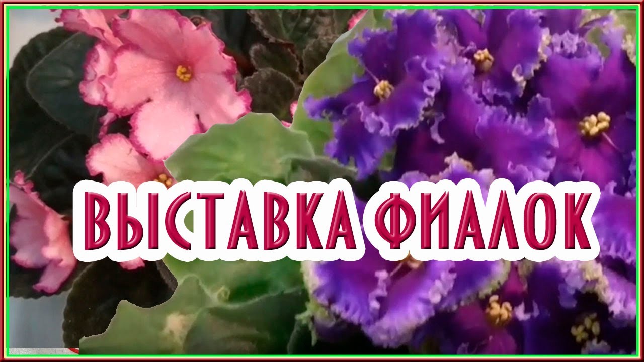 Выставка фиалок Violet exhibition #фиалка #violet #violeta
