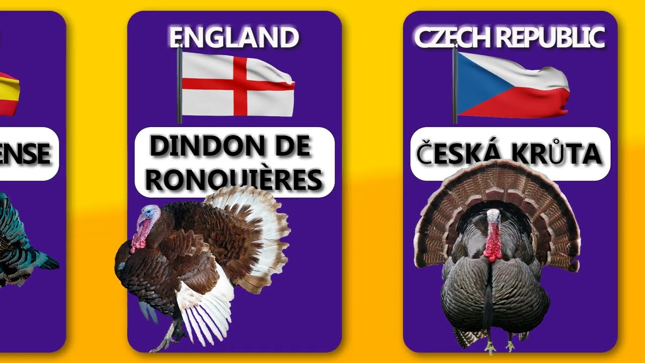 Commercial TURKEY BREEDS from didifferent countries