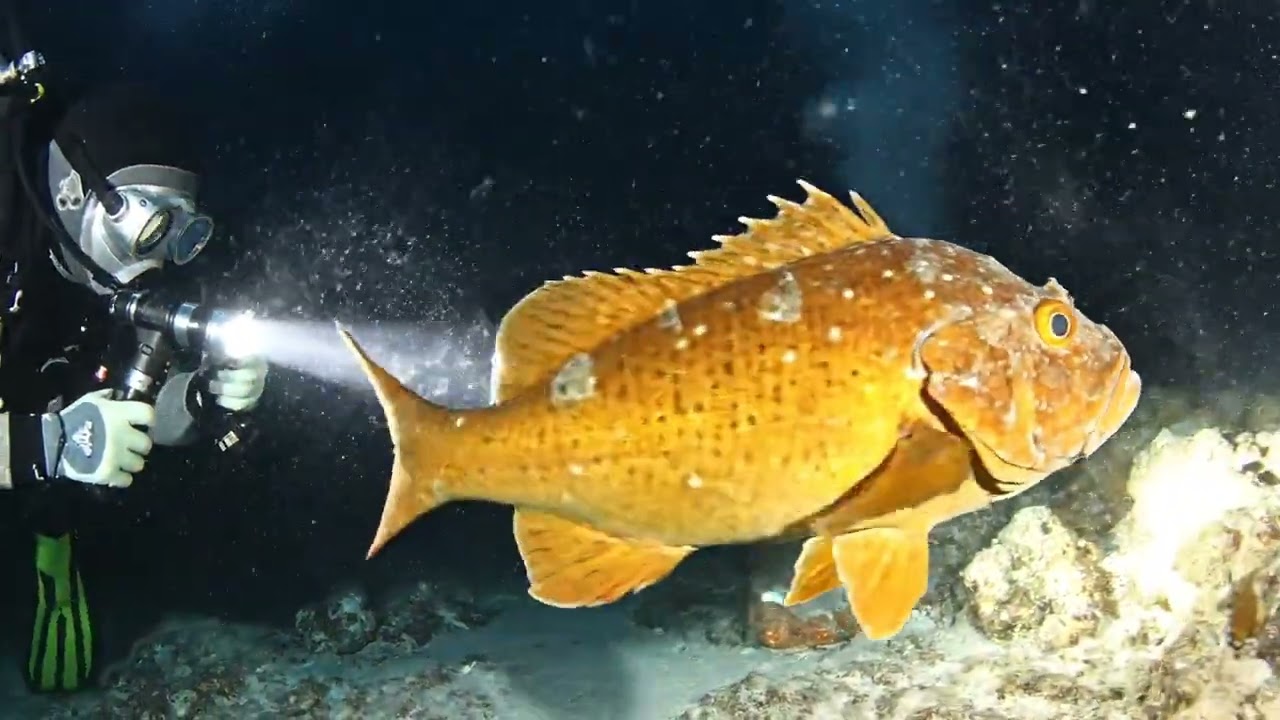 We Found WHAT in the Deep Ocean?! (You Won't Believe Your Eyes) 😱