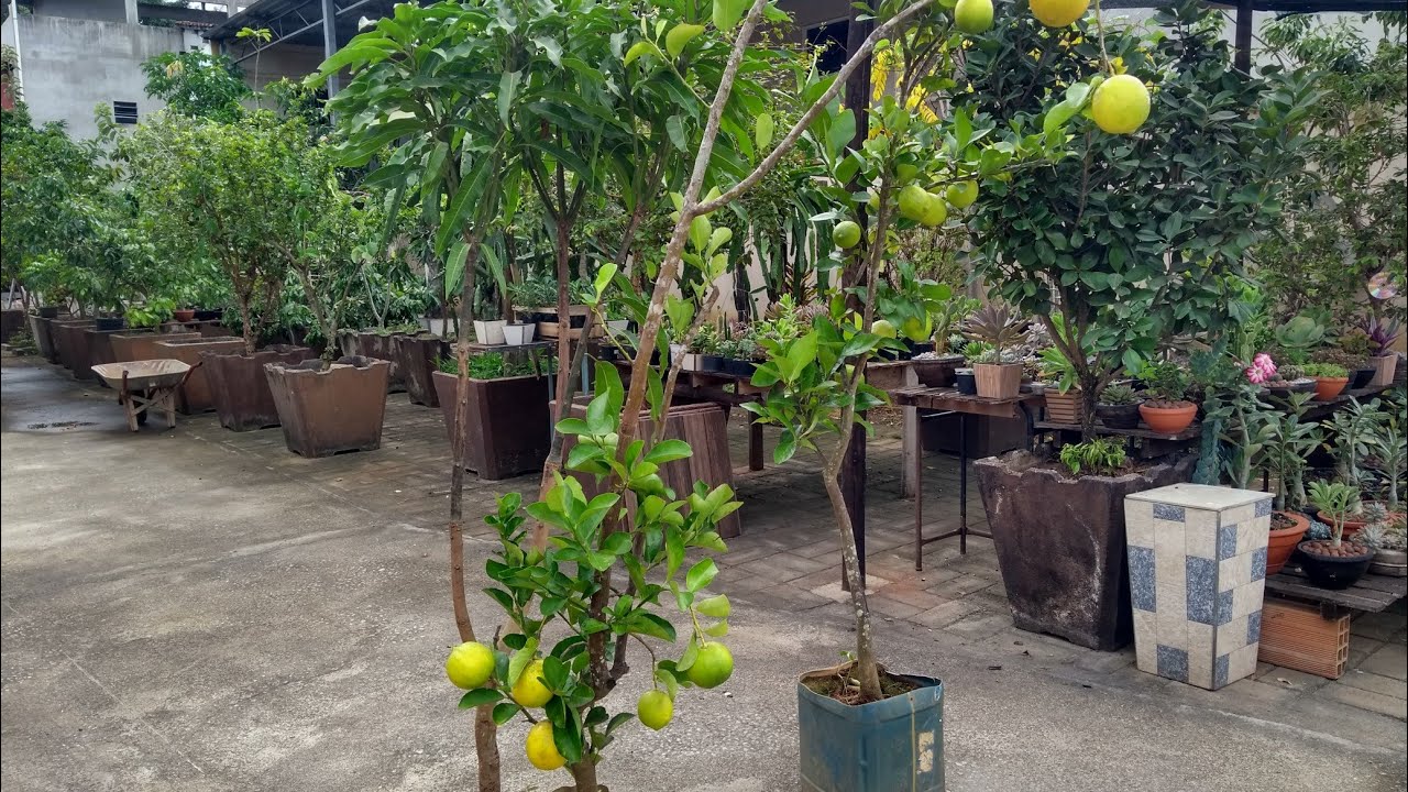 NOVAS FRUTÍFERAS PARA O POMAR EM VASOS.