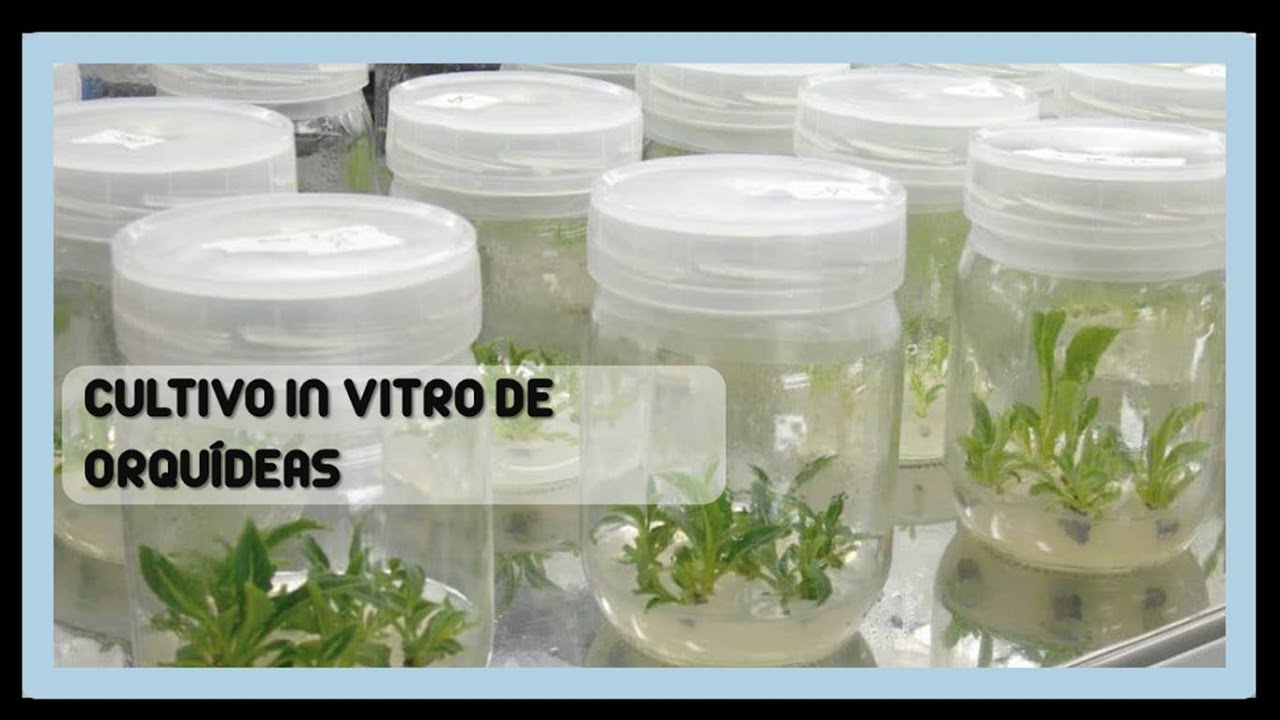Orquídeas In Vitro 🕵🏻‍♂️