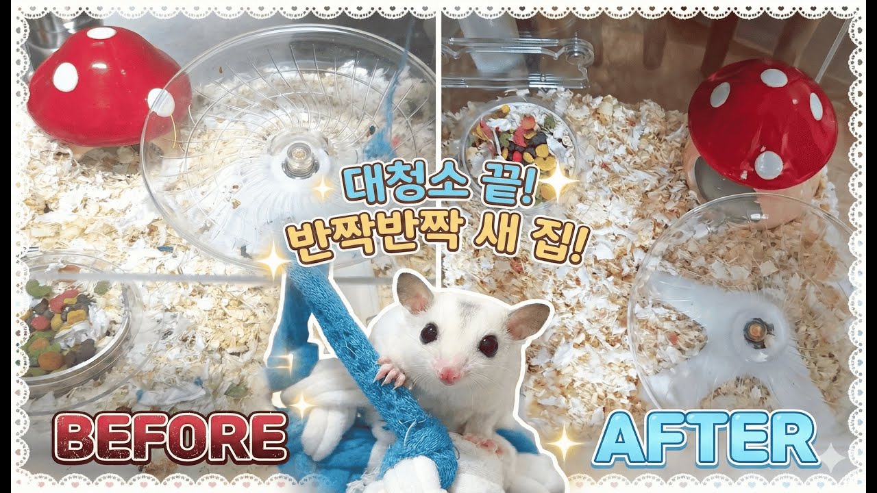 피그미다람쥐 사육장 대청소 하는날!! [피그미다람쥐/Vlog/대청소]